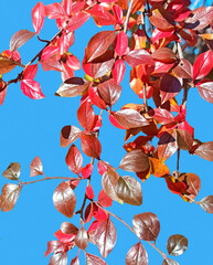 a branch with red and burgundy leaves in bright sunlight against a clear blue sky