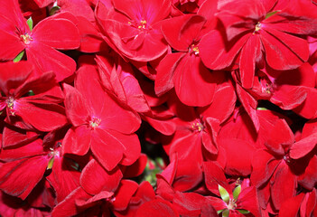 floral background, red velvet pelargonium flowers close up