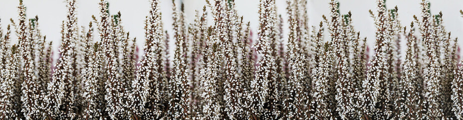 floral background, a row of stems of white heather on a light background