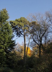 golden foliage and autumn scenery in park
