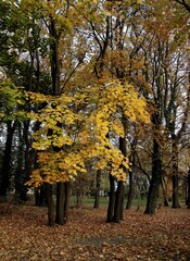 maple tree with yellow autumnal foliage scenic