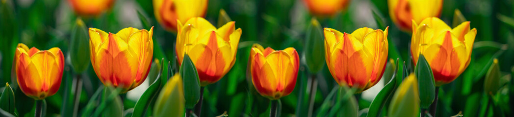 Fototapeta premium Large orange-yellow tulips in a flower bed.