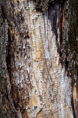 peeled tree bark close-up. bark texture. tree wound