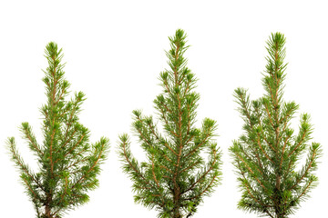 Three views of small green fir tree. Png isolated with transparency - Powered by Adobe
