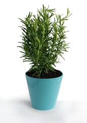 rosemary herb in pot isolated close up