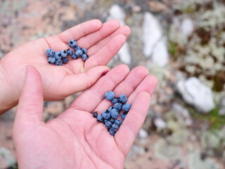 A handful of wild blueberries.