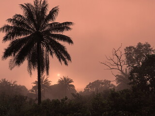 Fototapeta na wymiar sunset in the palm