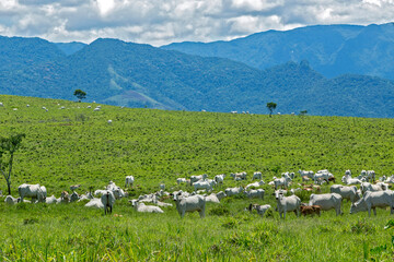 Fototapeta na wymiar Nelore cattle in green pasture with hill and cloud sky on background. Brazil