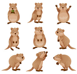 Funny Quokka as Short-tailed Scrub Wallaby with Rounded Ears in Different Pose Vector Set
