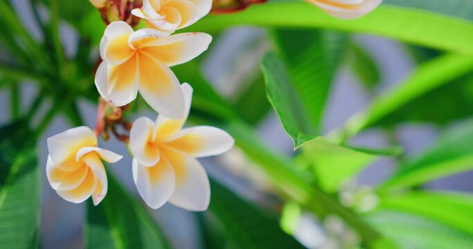Tropical plant white frangipani flowers sway on the tree. Tender inflorescence. Spring mood.