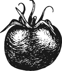 Hand drawn ripe tomato, vector illustration
