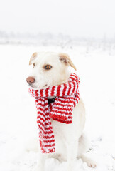 cute white dog in a red striped scarf on a winter walk. Love for pets. Winter cold season