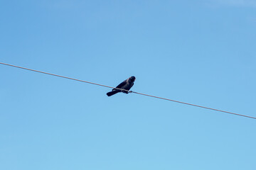 One black Crow sitting the electric ware.