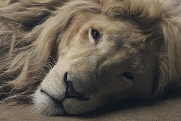 Lying lion head. Close up