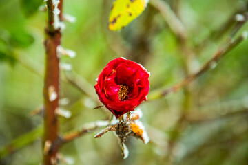 róża zima rośliny drzewa gałęzie szron mróz - obrazy, fototapety, plakaty