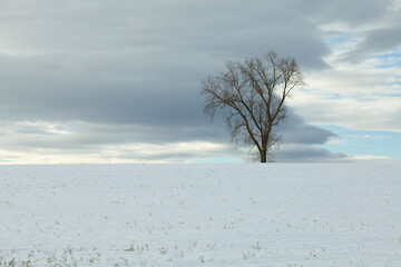 A tree in front of cloudy sky on a cold beautiful winter day in Baden Württemberg 