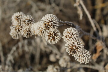 frost on a thorn