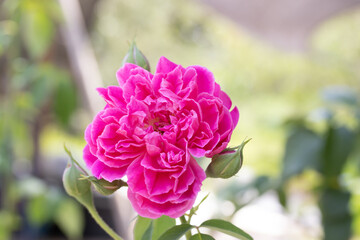 Pink rose, have green leaves blurred as backdrop suitable for use background