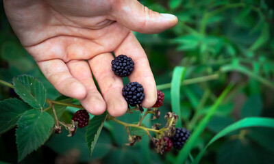 Hand holds blackberries, harvesting in the garden.