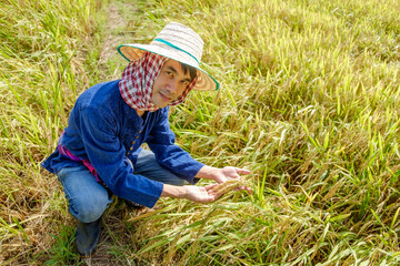 Naklejka na ściany i meble Asian male farmer wearing traditional blue dress Sitting looking rice in the middle of the field