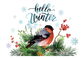 Hello Winter card template with bullfinch bird, red berries, spruce branches and mistletoe leaves.
