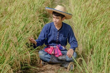 Naklejka na ściany i meble Asian male farmer wearing traditional blue dress Sitting looking paddy rice in the middle of the field