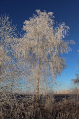 birch and frost