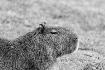 Capibara monocromo