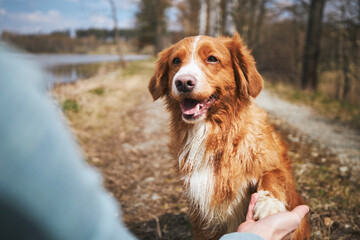 Friendship between man and dog. Cute Nova Scotia Duck Tolling Retriever giving paw his owner.   .