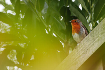 Robin bird perched on fence in blur of green leaves