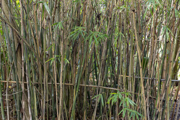 Obraz premium Different bamboo stems in a green garden