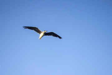 Large white seagull flies in blue clear sky, freedom in wild. Copy space. Selective focus.
