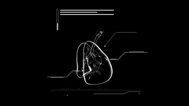 3D Rendered Medical Animation of Male Anatomy - The Lungs. Plain Black Background. More elements in our portfolio.