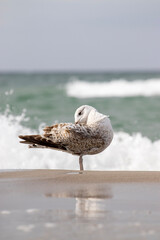 seagulls on the beach