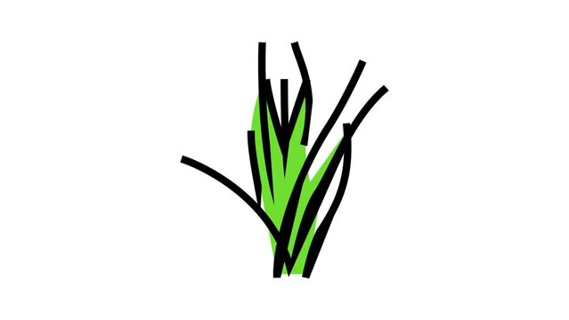 vallisneria spiralis color icon animation