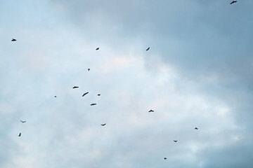 Birds fly south. Migratory birds on a blue cloudy sky.