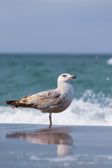 seagull on the beach