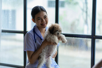 Attractive young asian veterinarian smiling with shih tzu dog at veterinary clinic feeling happy in clinic, animal health care concept