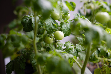 Fototapeta premium Little green tomatoes on a branch close-up