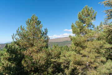 Obraz premium Pine forest in Sierra Nevada