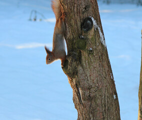 curious squirrel looking for goodies in the fresh snow