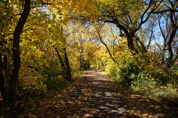 Outdoors adventure hiking on path covered with leaves and surrounded by beautiful fall colored trees and with rays of sun light coming through the foliage.