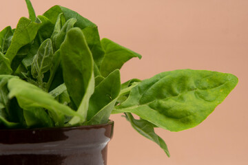 Pot with raw spinach leaves isolated,
