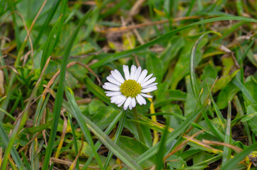 white daisy flower