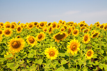 Kharkov, Ukraine. Sunflower fields with sunflower are blooming on the background of the sky on sunny days and hot weather. Sunflower is a popular field planted for vegetable oil production.