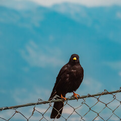 Pyrrhocorax graculus, yellow-billed chough, sitting on a fence at the famous Hoher Kasten summit, Appenzell, Alpstein, Switzerland