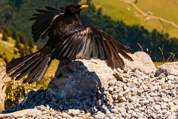 Pyrrhocorax graculus, yellow-billed chough, at the famous Ebenalp, Appenzell, Alpstein, Switzerland