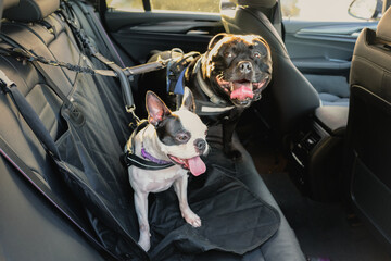 A Boston Terrier on the back seat of a car alongside a Staffordshire Bull Terrier. Both dogs are wearing a harness and they are hooked on to the seat. The seat has a protective cover.