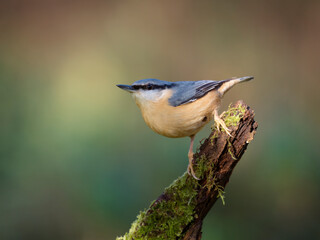 Nuthatch,  Sitta europaea