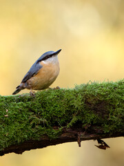 Nuthatch,  Sitta europaea